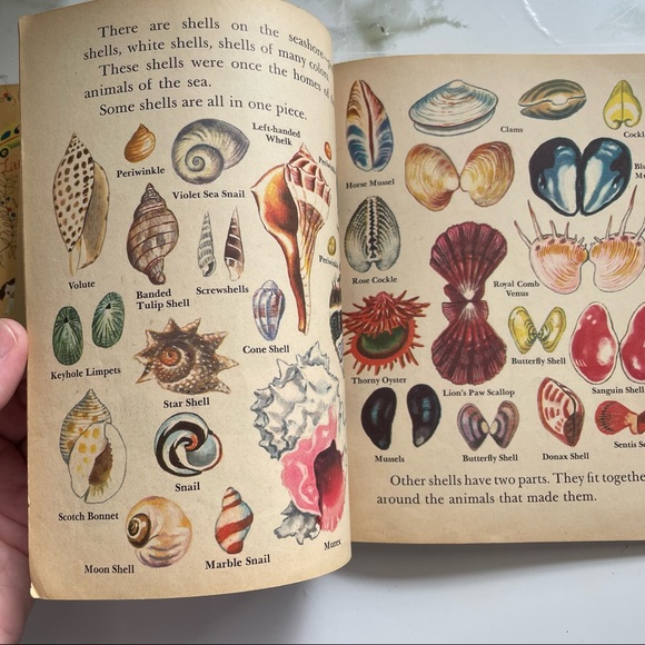 A Little Golden Book - About the Seashore - Picture 8 of 10